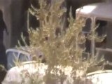فري برس   معضمية الشام إنتشار عناصر لامن بكثافة امام مسجد الزيتونة 07 10 2011