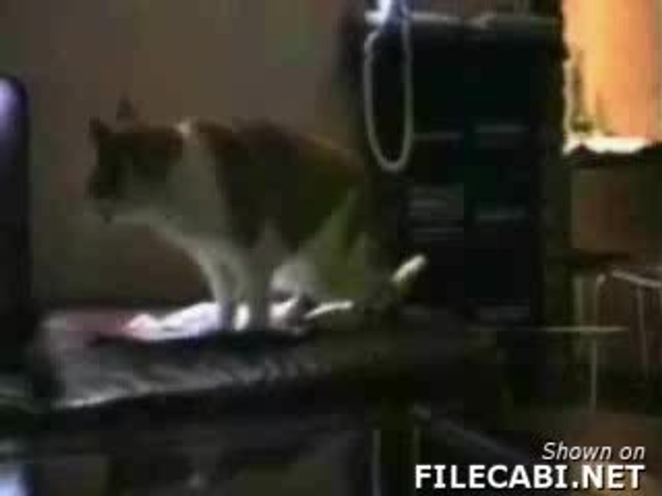 talking-cats
