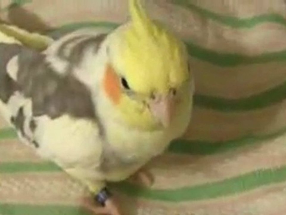 cockatiel answers math questions