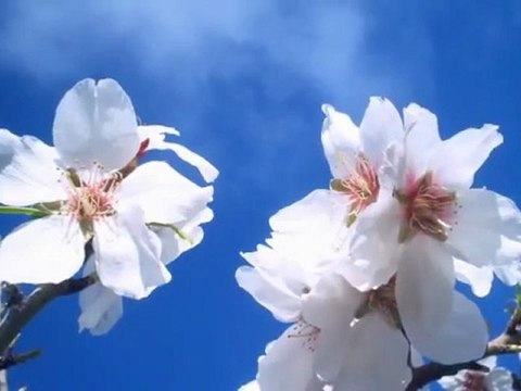 Almendros en Flor Ibiza Formentera Baleares