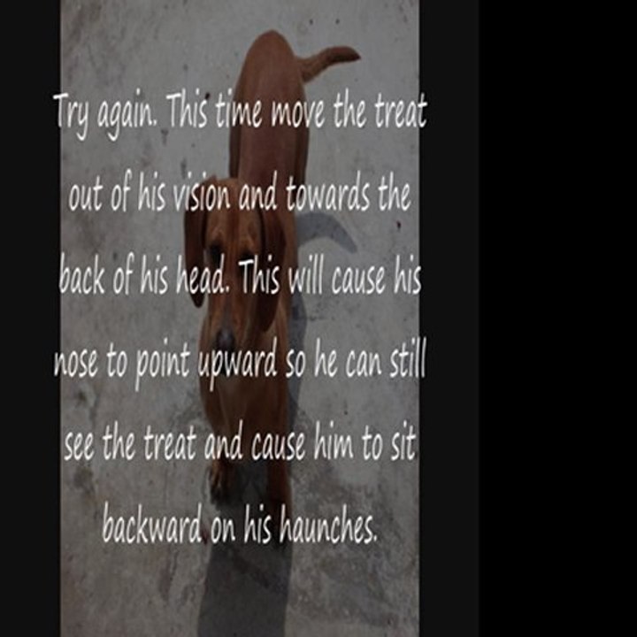 How to teach a dog to sit