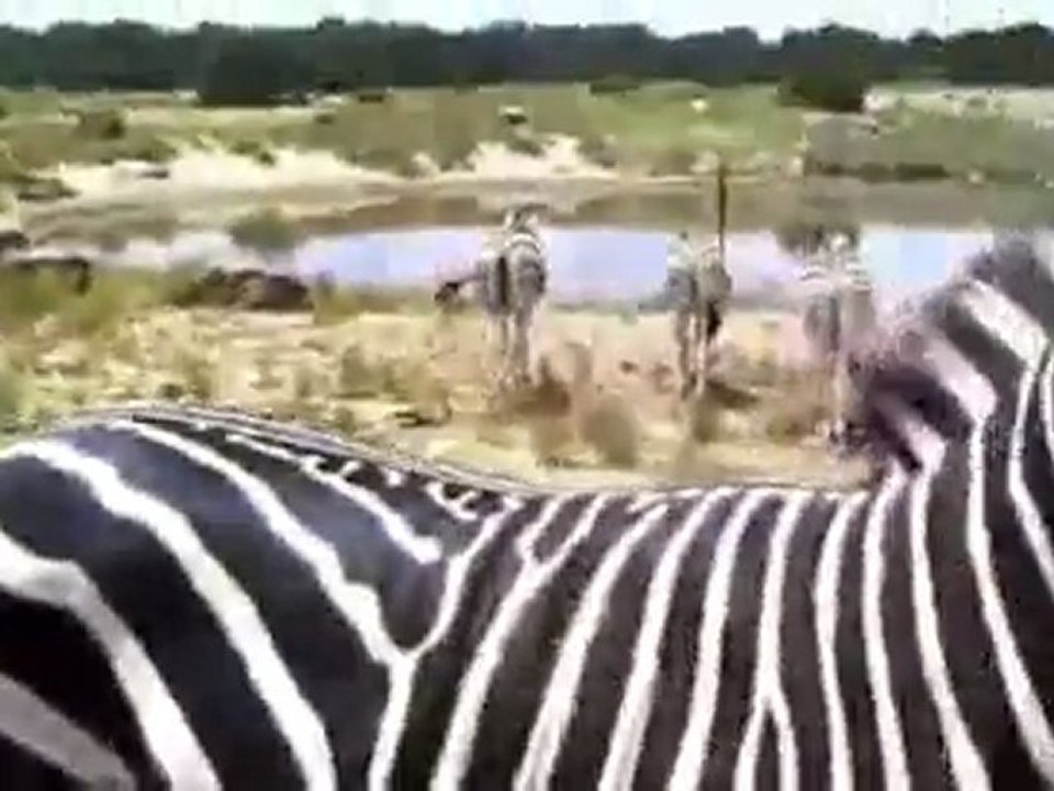Zebra loka