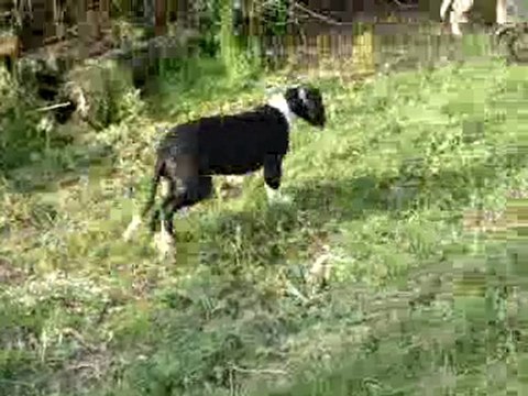 Dogues Allemands du Soleil de Yana. On s'éclate