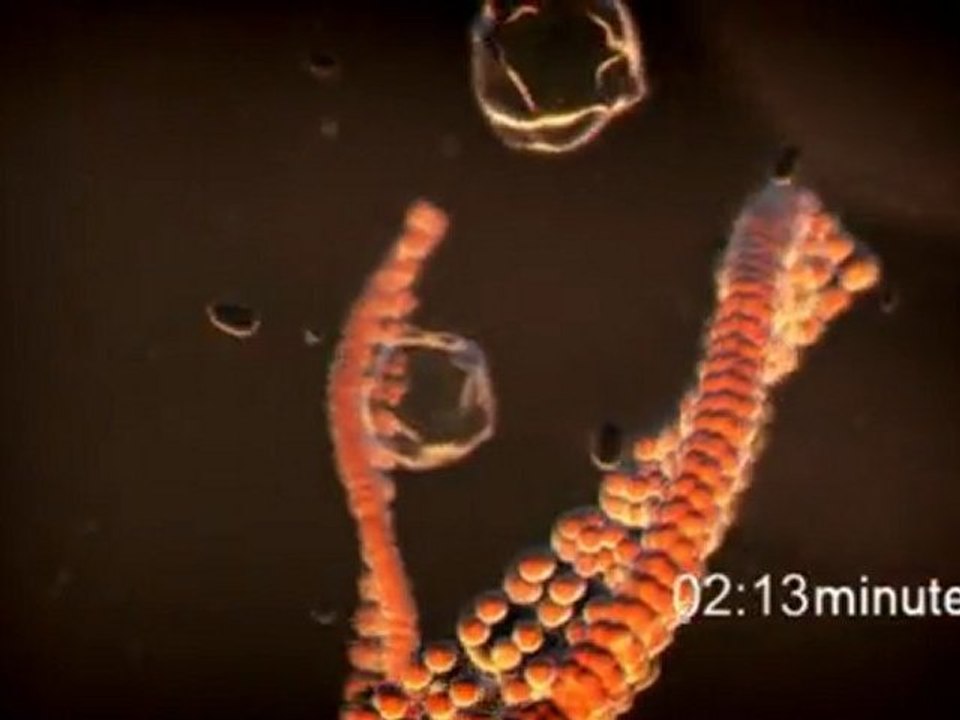 Less Time to Real-Time PCR with Ambion® Cells-to-CT™ kits