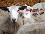 Nouveau virus dans les élevages en Moselle et Meurthe-et-Moselle : les autorités veulent rassurer
