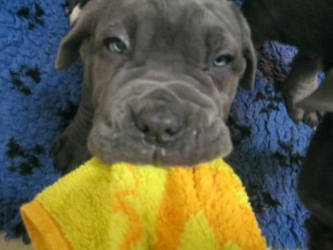 O' CANE È PRESA neapolitan mastiff Athena 70 days