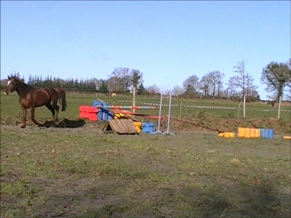 Cum laude mâle KWPN par Emilion 1m49 à confier 2ème seance