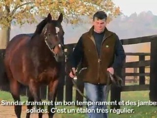 Sinndar au Haras de Bonneval