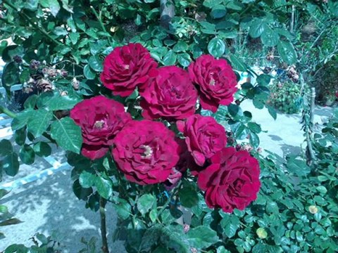 GüNeYLi - ADI YILMAZ yorum