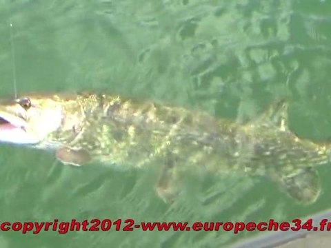 Pêche aux bigbaits par Europeche34 au lac du Salagou, à la recherche de brochets records.