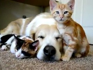 Köpek ve Kedilerin Dostluğu