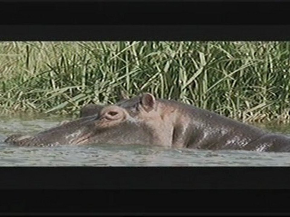 HYPPOPOTAMES