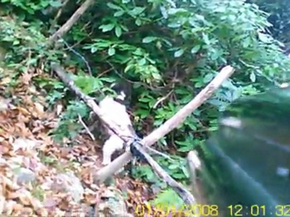 çulluk avı ikizce ordu