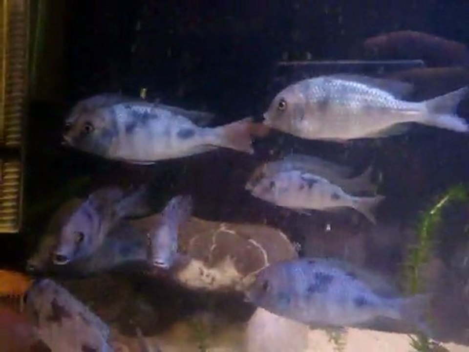 MOV01900