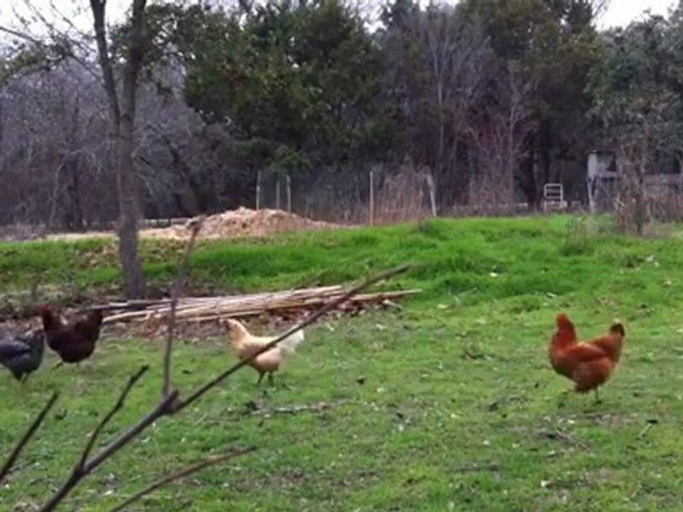 Free Range Chickens Get a Little Jazzercise in Texas ...
