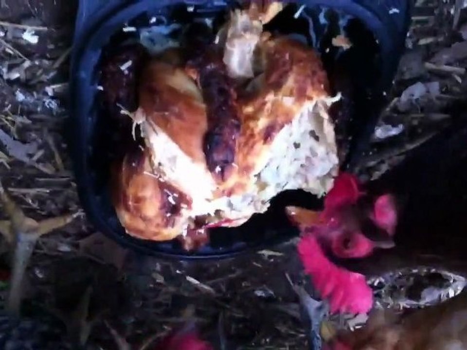 Cannibalism in Free Range Chickens View at your Own Risk