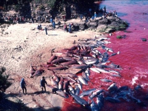 Een radiofragment van de NOS met interview van Geert Vons vanuit Japan op 26 januari 2012