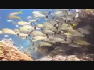 Discover the Coral Garden of Bora Bora with Moana Adventure Tours .