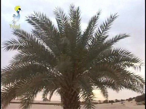 MERVEILLES DU TCHAD JAN 2012 CHEZ HEMICHI UNIQUE SITE AU MONDE A PUBLIER TV ET RADIO TCHAD EN LIGNE,MERCI.