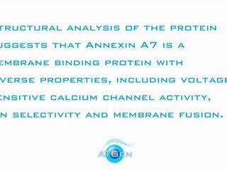 Annexin A7 Recombinant Protein