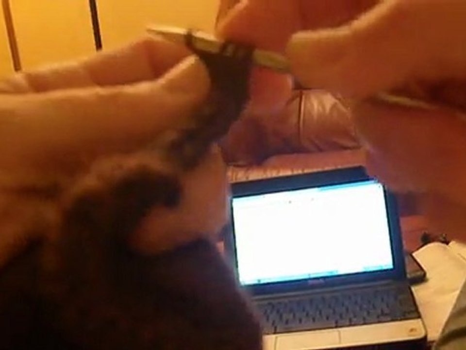 tricoter à la suisse, la maille endroit