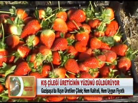 KIŞ ÇİLEĞİ ÜRETİCİNİN YÜZÜNÜ GÜLDÜRÜYOR 24.01.2012