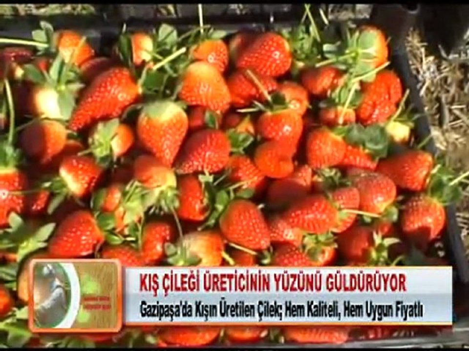 KIŞ ÇİLEĞİ ÜRETİCİNİN YÜZÜNÜ GÜLDÜRÜYOR 24.01.2012