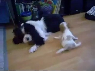 Oyun İsteyen Yavru Köpek