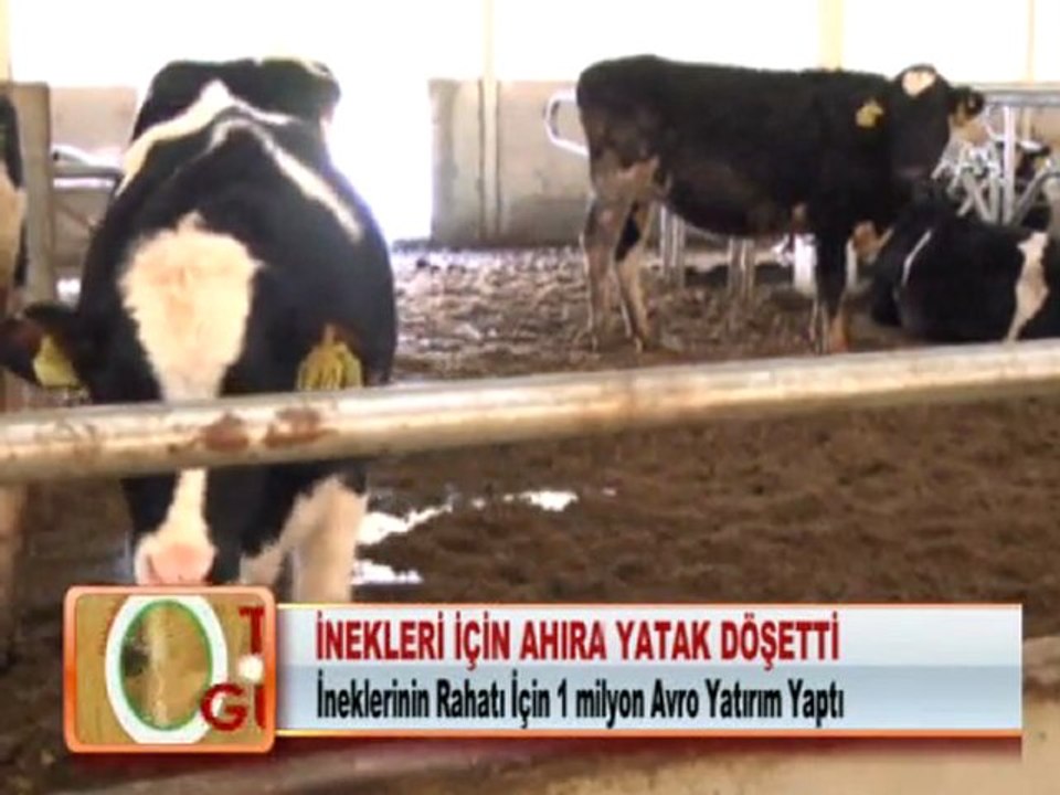 İNEKLERİ İÇİN AHIRA YATAK DÖŞETTİ 26.01.2012