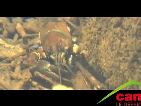 L’écrevisse à pattes blanches