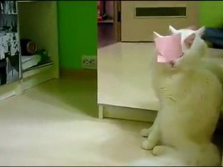 Biri Bu Kediye Yardım Etsin