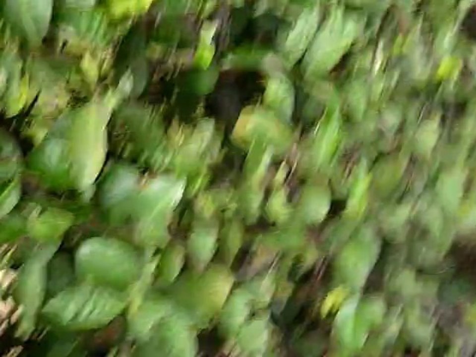 Marche en laisse 2