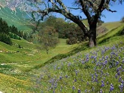 İLYAS SALMAN-KAYANIN DİBİNDE MALMI YAYILIR