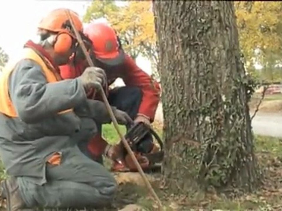 CMB MSA abattre un arbre en sécurité