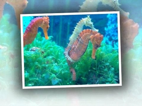 Orange Park, FL. Aquatic Care, Coral Aquariums