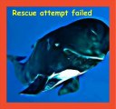 Rescue fails whales shot New Zealand