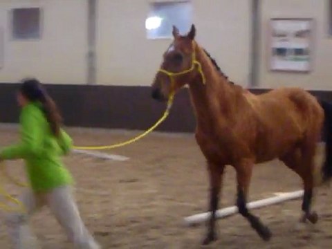 Pépin à la commission d'approbation des étalons Akhal Teke de pur sang aux Haras des Breviaires