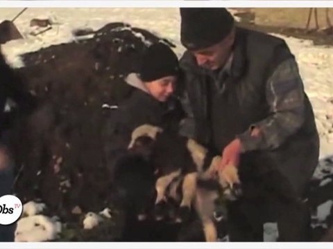 Un agneau nait avec 6 pattes !