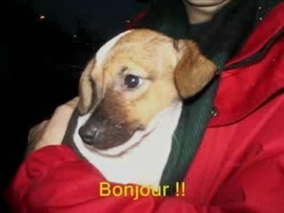 Ma vie de chien !