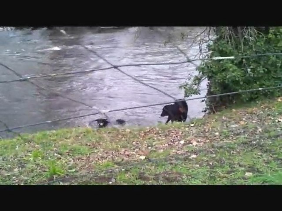 Beaucerons des écuries cathares en balade...