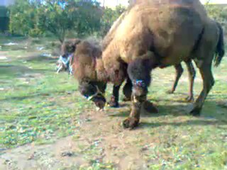 arap daylak-beşer 3