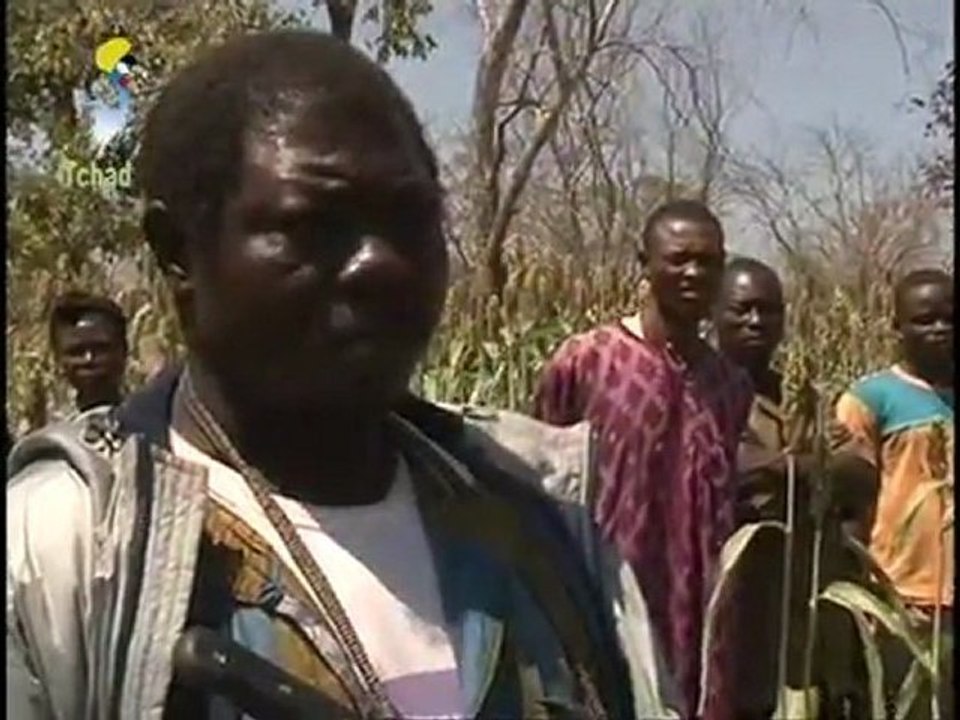 SEMENCE AMÉLIORÉE DONEMANGA DEP DU TANDJILE sur tchadonlionecom/tv