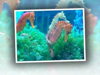 Orange Park, FL. Aquatic Care, Saltwater Fish Tanks