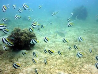 APNEA avec Aquanature, ilots Signal & Larégnère