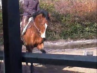 un quack trot et galop