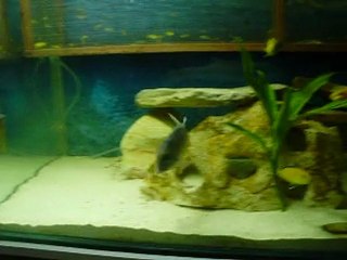 Sarı sarı prensesler