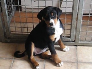 Portée novembre 2011 Ellana x Full Moon - GOOD GIRL 10 semaines