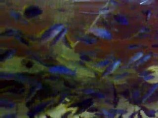 İceman ve Demosoni Yavrularım