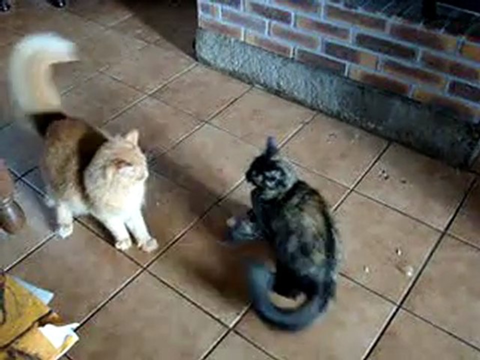 bagarre de chats 001