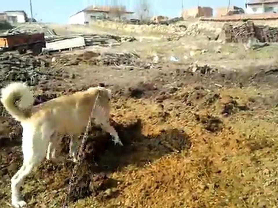 Video0014